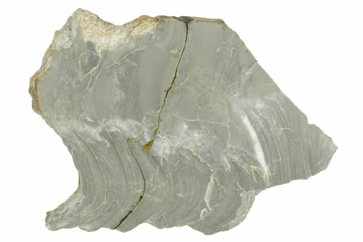 Polished Precambrian Stromatolite (Kussiella) Section - Russia #363021